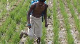 Using organic pesticides  and Amrit Pani (Revitalizer) in paddy