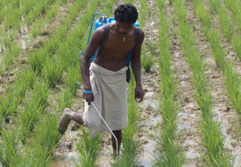 Using organic pesticides  and Amrit Pani (Revitalizer) in paddy