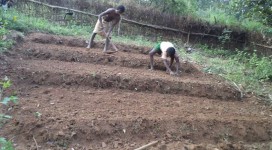 Preparing raised beds for nutrition garden