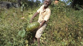 Growing pumpkin in unused land around house