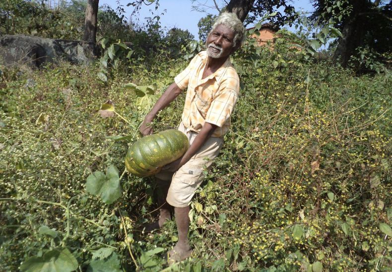 Growing pumpkin in unused land around house