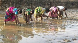 Women group practising SRI with the support of Disha to increase production
