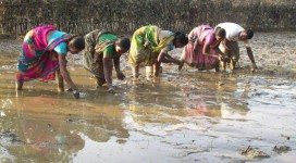 Women group practising SRI with the support of Disha to increase production