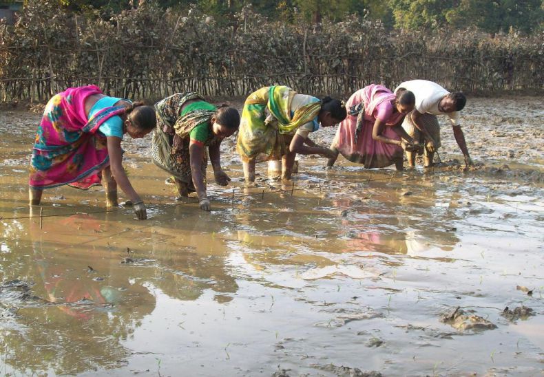 Women group practising SRI with the support of Disha to increase production