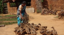 Duckery as income generation by single women