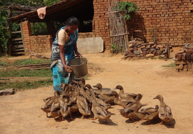 Duckery as income generation by single women