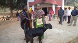 Billy goat support to women SHG